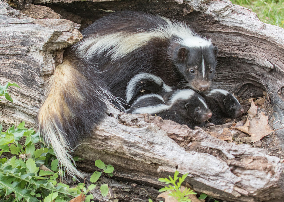 Mommy and baby skunks. Baby animal photos kids room wall art | Nicki Geigert