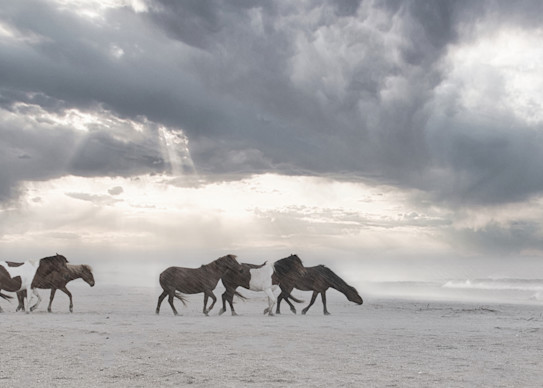 Wild Horses Of The Storm Photography Art | Koru Photo Designs