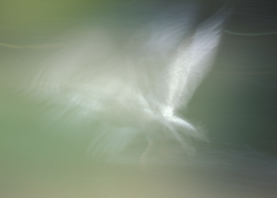 seagul flight blur dark green background