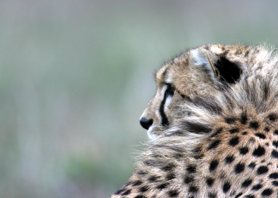 Cheetah fluff tuft Kenya Masai Mara