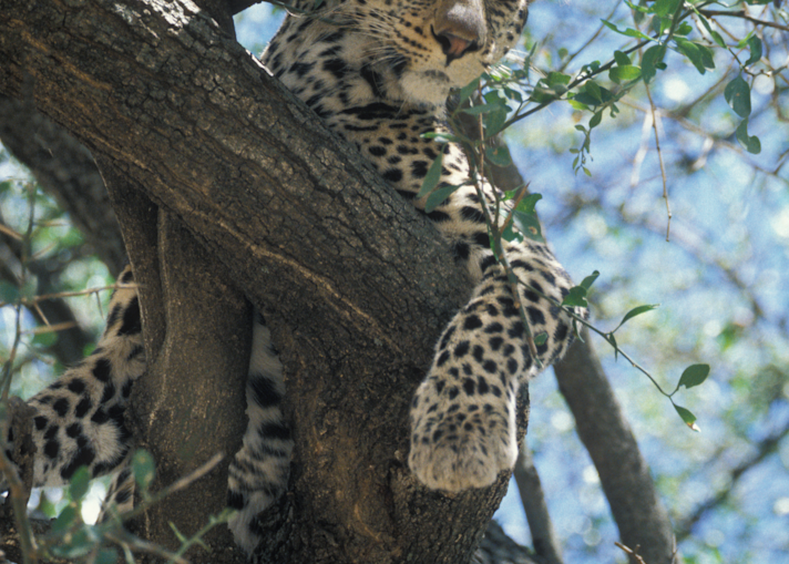 Leopard Tanzania looking down from tree limb