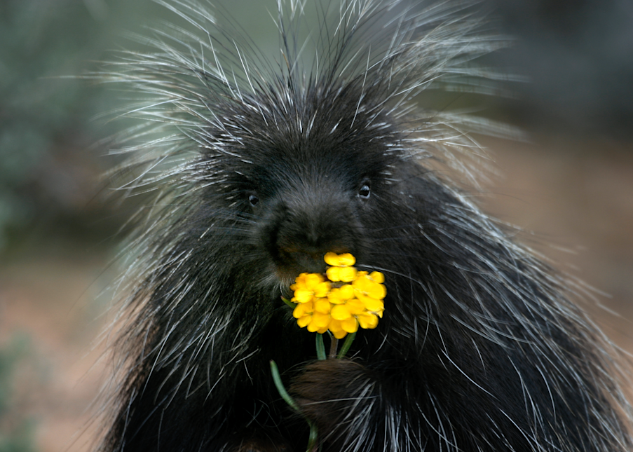 Porcupine Eating Flower