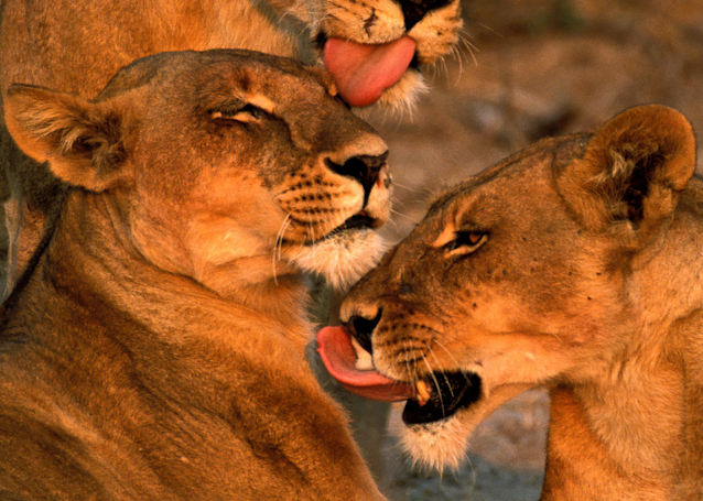 Lionesses, Sisters, Pride, Sunrise