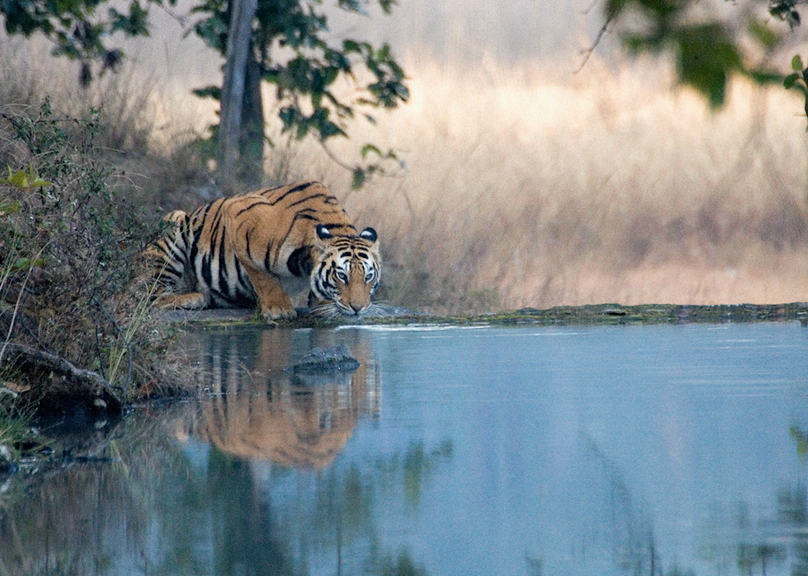 Tiger at water hole in Bandhavgarh, India