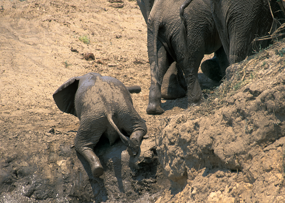 Uphill Struggle of a baby elephant from a mud bath to a slippery embankment, trumpeting in frustration