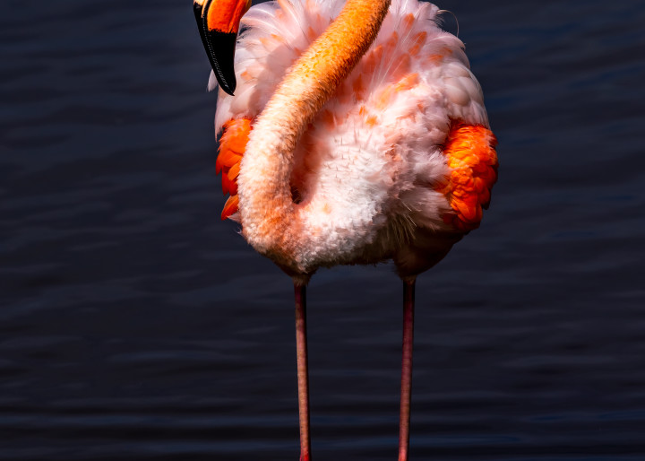 Galapagos Greater Flamingo Photography Art | Rick Vyrostko Photography