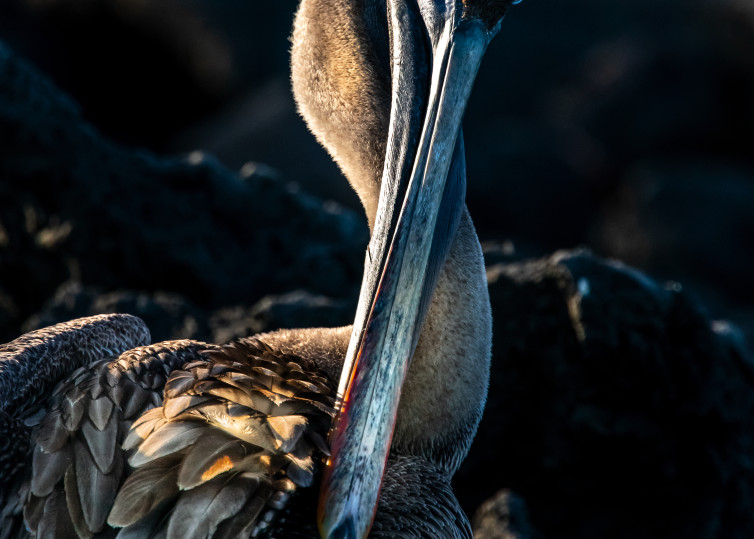 Galapagos Brown Pelican Photography Art | Rick Vyrostko Photography