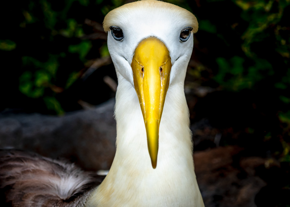 Albatross Portrait Photography Art | Rick Vyrostko Photography