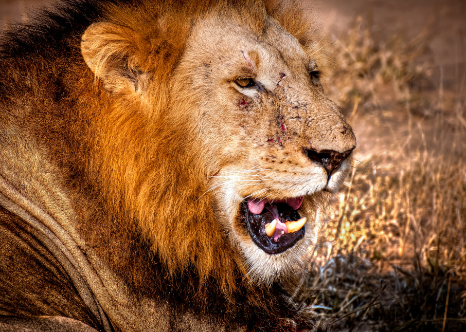 King Of The Jungle   With Scars Photography Art | Rick Vyrostko Photography