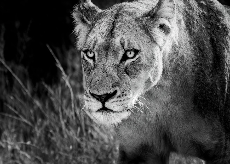 Lion Eyes Photography Art | Rick Vyrostko Photography