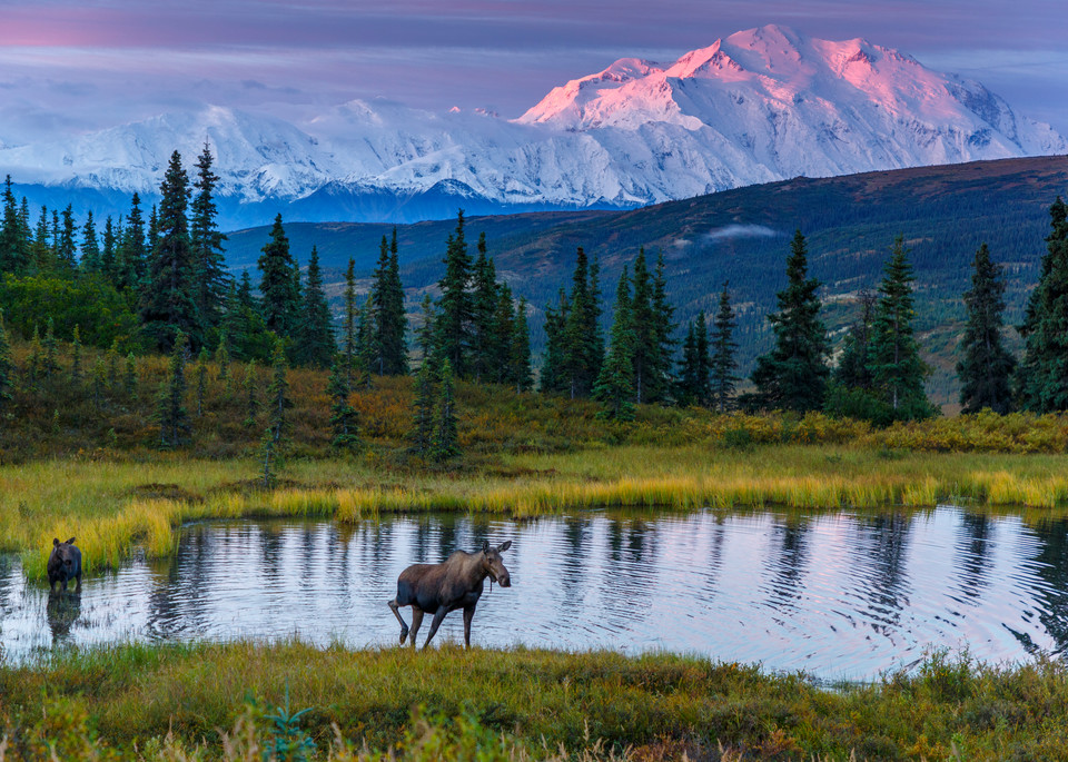 Cow moose and calf in pond with Denali in background at sunrise in Denali National Park 

Photo by Jeff Schultz/SchultzPhoto.com  (C) 2017  ALL RIGHTS RESERVED