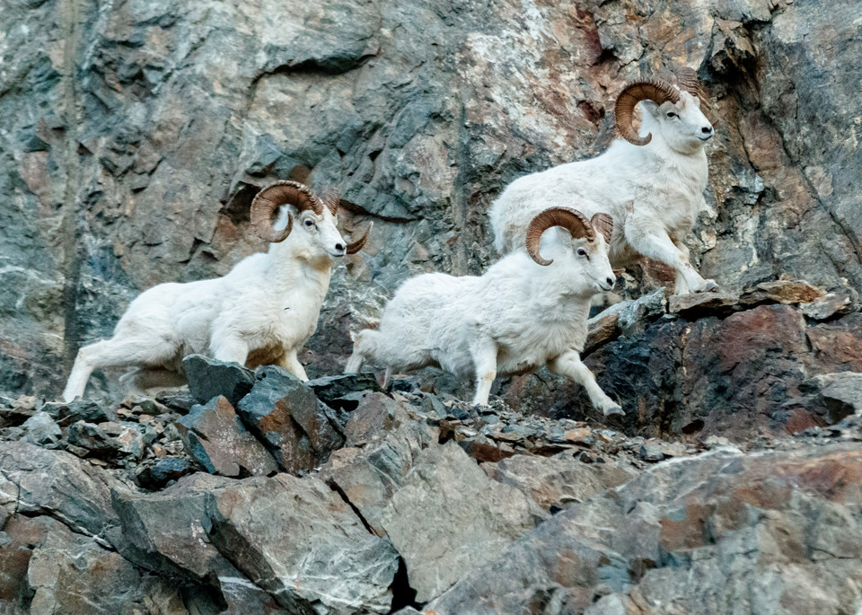 Dall Sheep rams on cliffs in Chugach State Park, Alaska.  Winter rut season

Photo by Jeff Schultz/  (C) 2020  ALL RIGHTS RESERVED