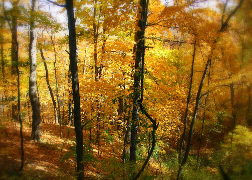 Dreaming Of Autumn Photography Art | Lauramarlandphoto.com