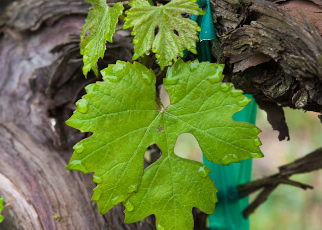 Cabernet Sauvignon grape leaves