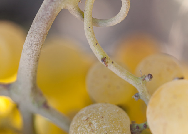 Abstract Chardonnay grape cluster