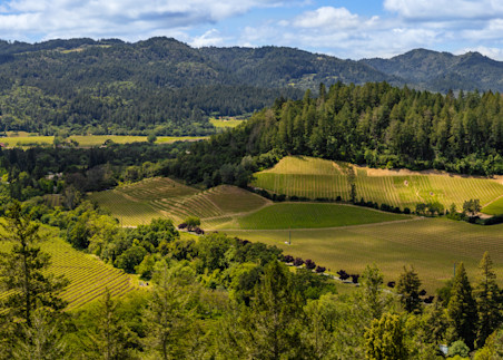 Saint Helena Vineyard panoramic