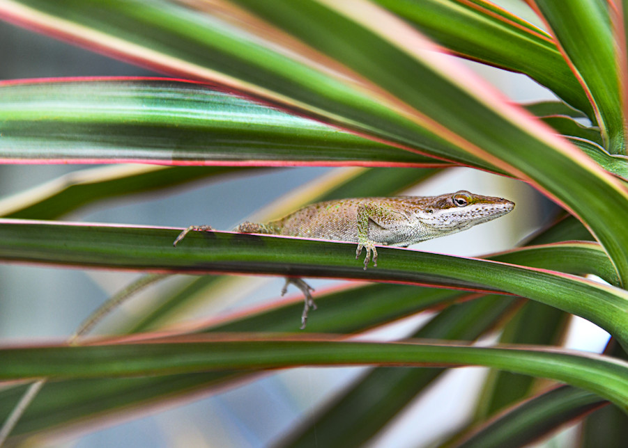 Brown Anoles 1