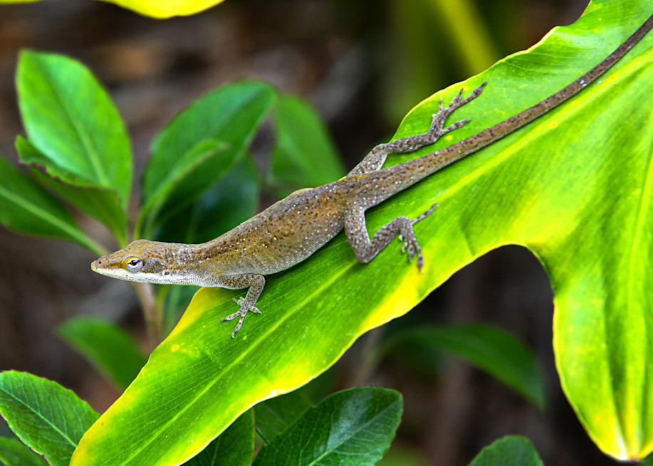 Brown Anoles