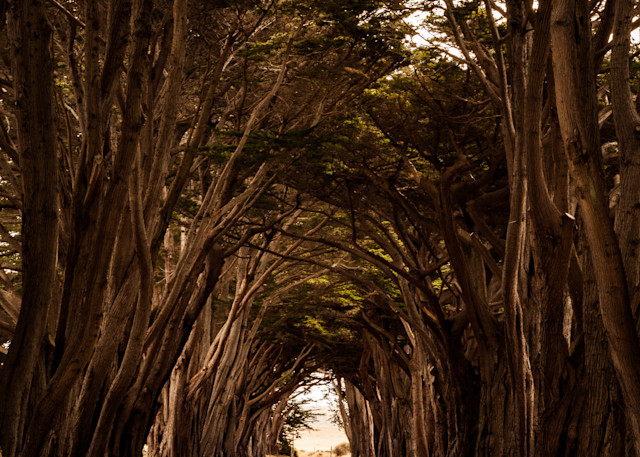 Tree tunnel, Pt. Reyes