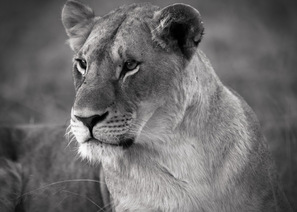 Noble Lioness Photography Art | Visual Arts & Media Group Corporation 