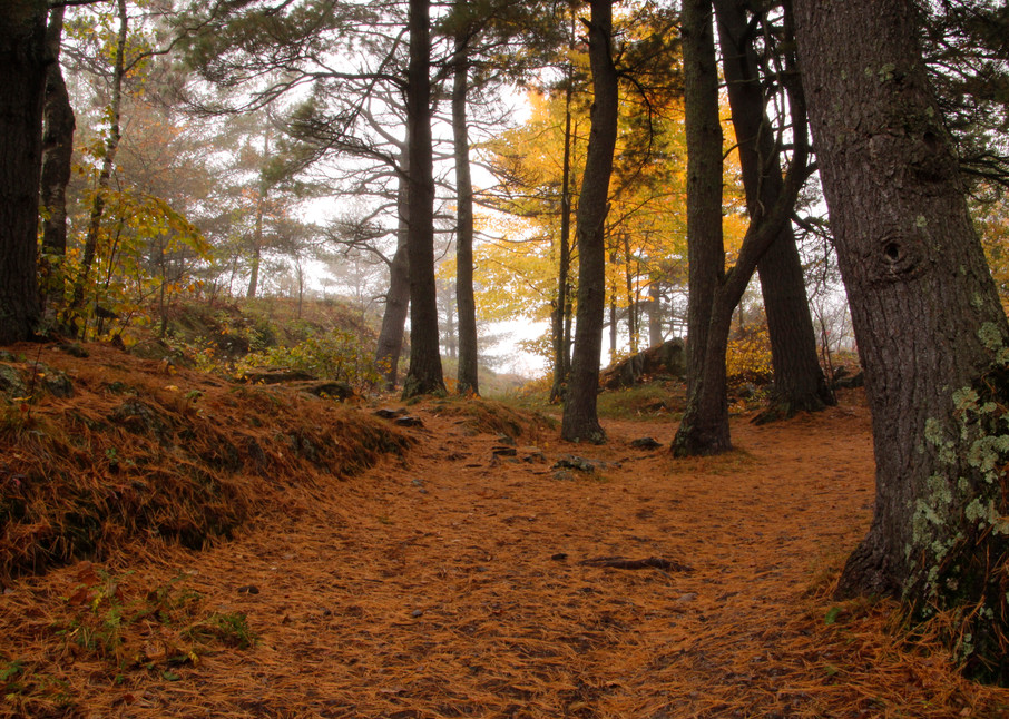 Northern Forest Floor In Autumn Photography Art | Lauramarlandphoto.com