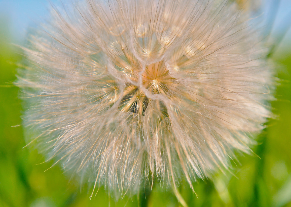 Dandelion Wishes  Photography Art | Visual Arts & Media Group Corporation 
