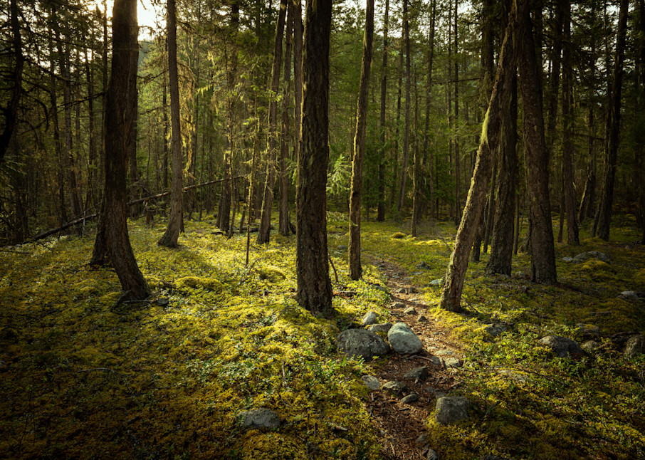 Walk In The Woods Photography Art | Tom Weager Photography