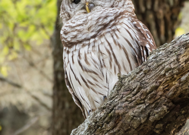 Barred Owl Isolation, Damon, Texas