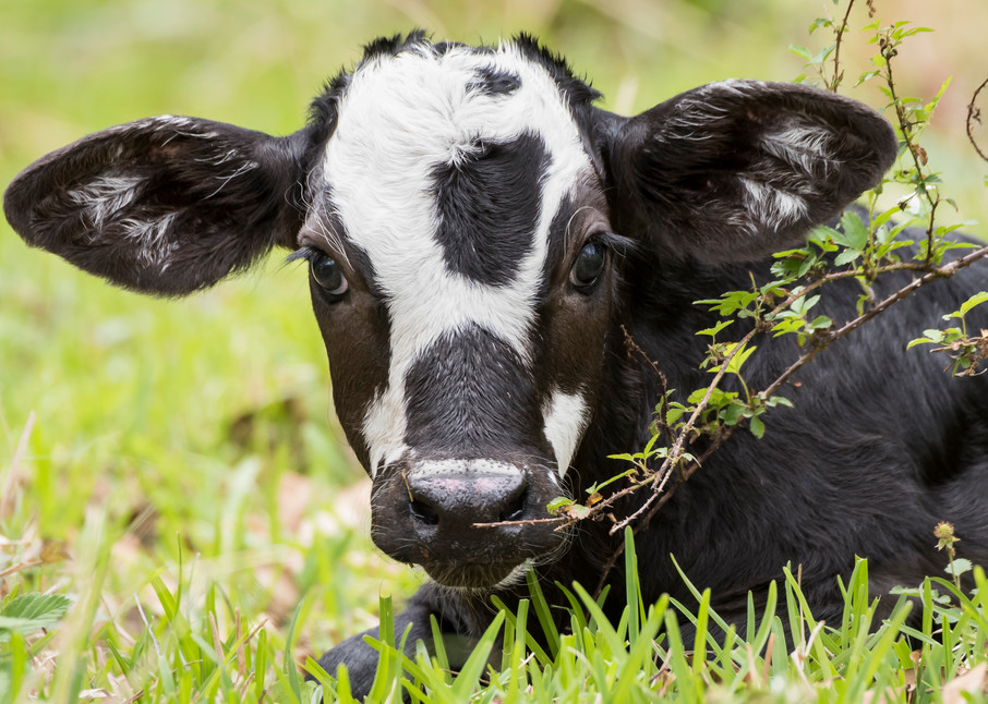 Black & White Newborn Calf, Damon, Texas