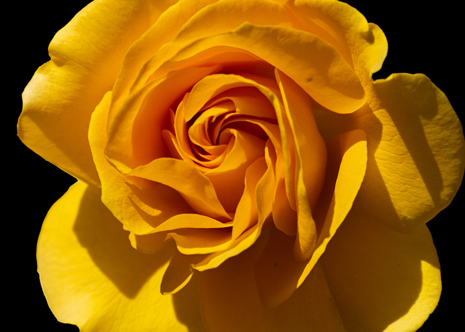 Yellow Rose 3 Photography Art | FocusPro Services, Inc.