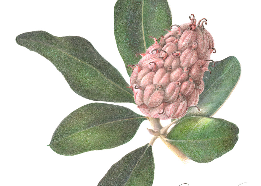 Magnolia Pod Homegoods 