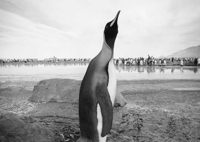 Penguin Strut ( Black & White )  Photography Art | Visual Arts & Media Group Corporation 