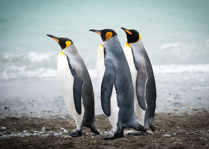 Penguin Patrol Photography Art | Visual Arts & Media Group Corporation 