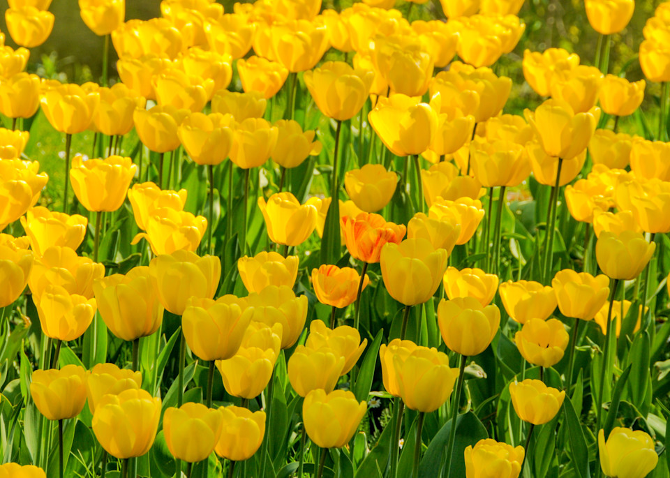 Yellow Tulips In A Field, Denmark   Puzzle Photography Art | Nicki Geigert, Photographer
