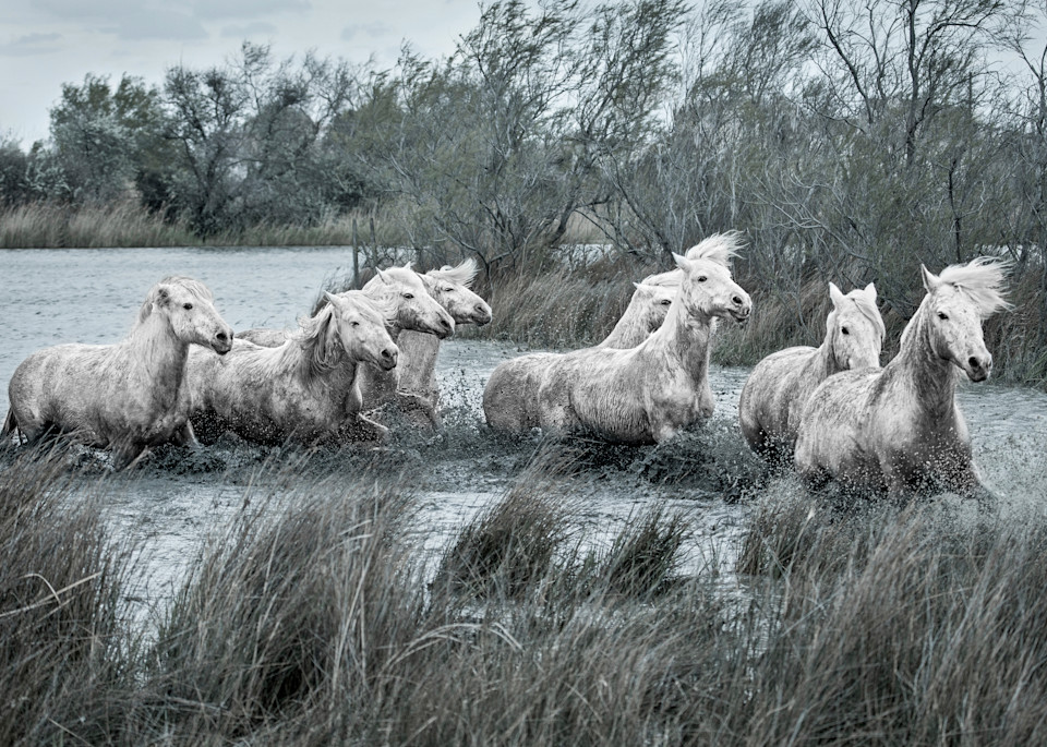 Wild And Windblown, Horses Of The Camargue, France   Puzzle Photography Art | Nicki Geigert, Photographer