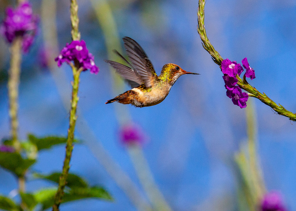 Hummingbird Hovering At A Flower, Ecuador   Puzzle Photography Art | Nicki Geigert, Photographer