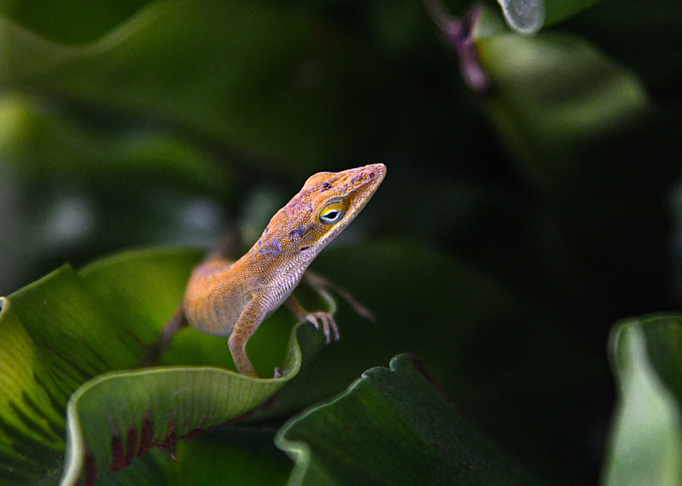 Florida Lizard