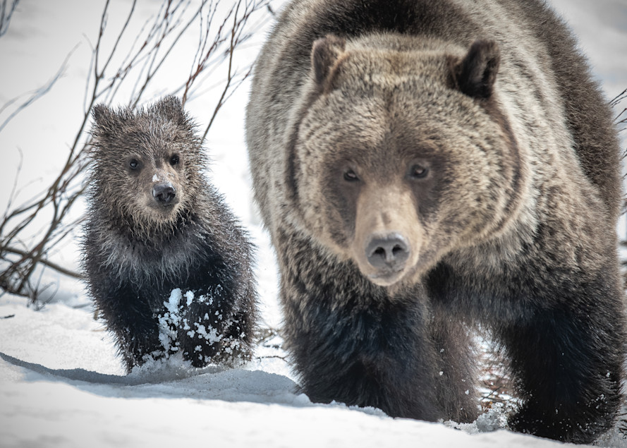 Grizzly And Cub Photography Art | Jim Collyer Photography