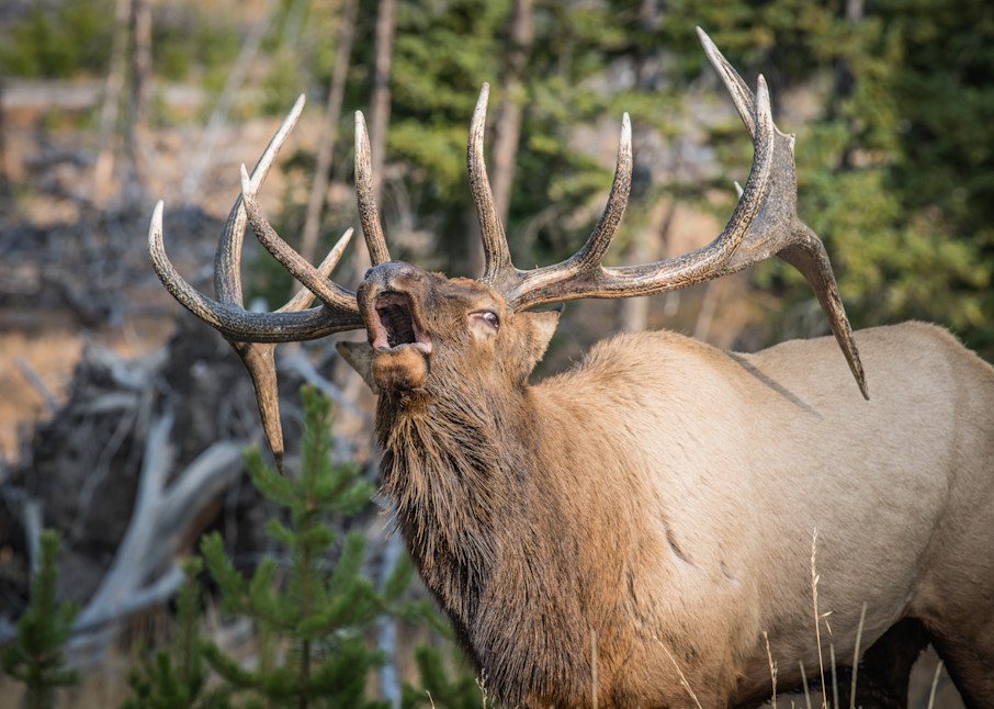 Bugling Bull Elk Photography Art | Jim Collyer Photography
