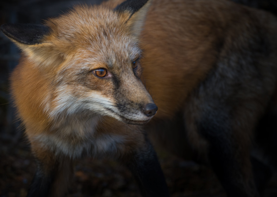 Red Fox Photography Art | Jim Collyer Photography