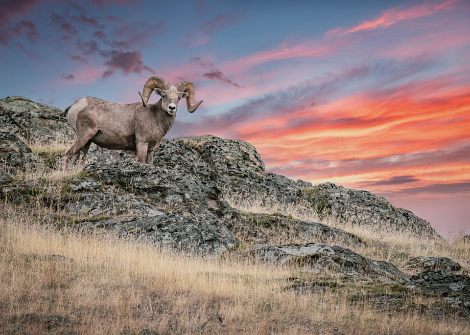 Sunset Ram Photography Art | Jim Collyer Photography