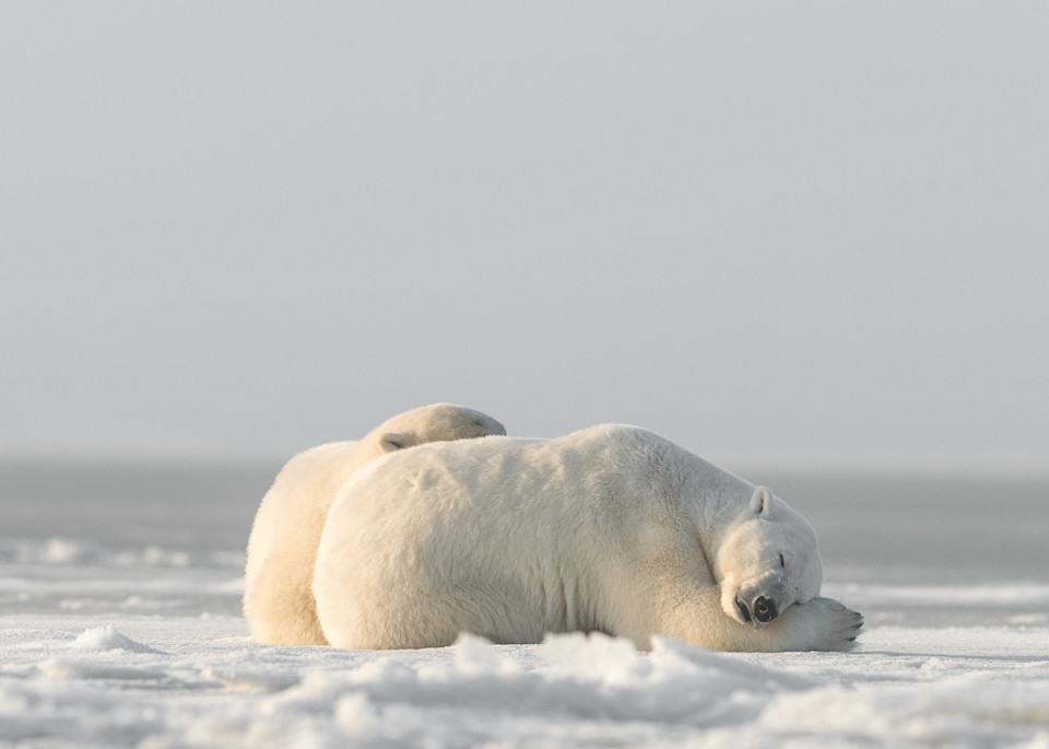 Ice Bear Snuggles  ( Color )  Photography Art | Visual Arts & Media Group Corporation 