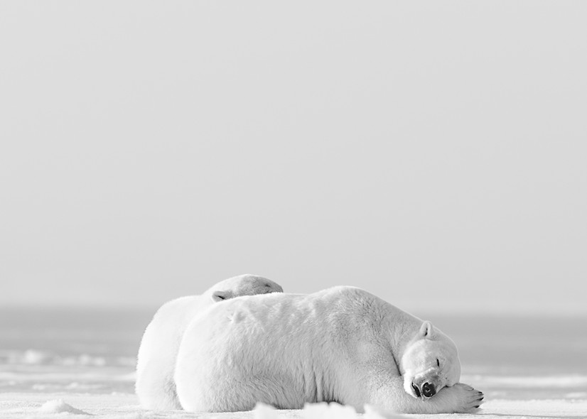Ice Bear Snuggles ( Black & White ) Photography Art | Visual Arts & Media Group Corporation 