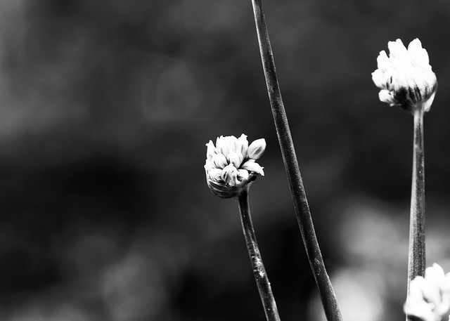 Allium Buds Photography