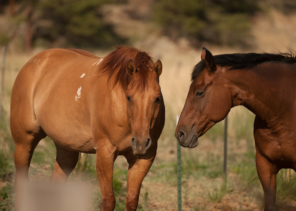 Colorado Horses 9655 Photography Art | Terry Blackburn Fine Art