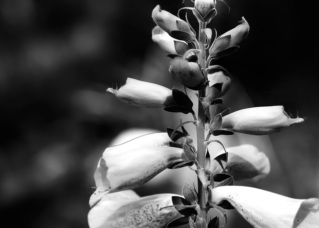 Foxglove black and white photography.