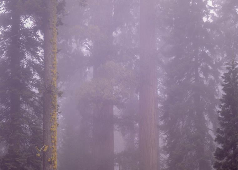 Redwoods In The Mist Photography Art | Robert Vielee Photography