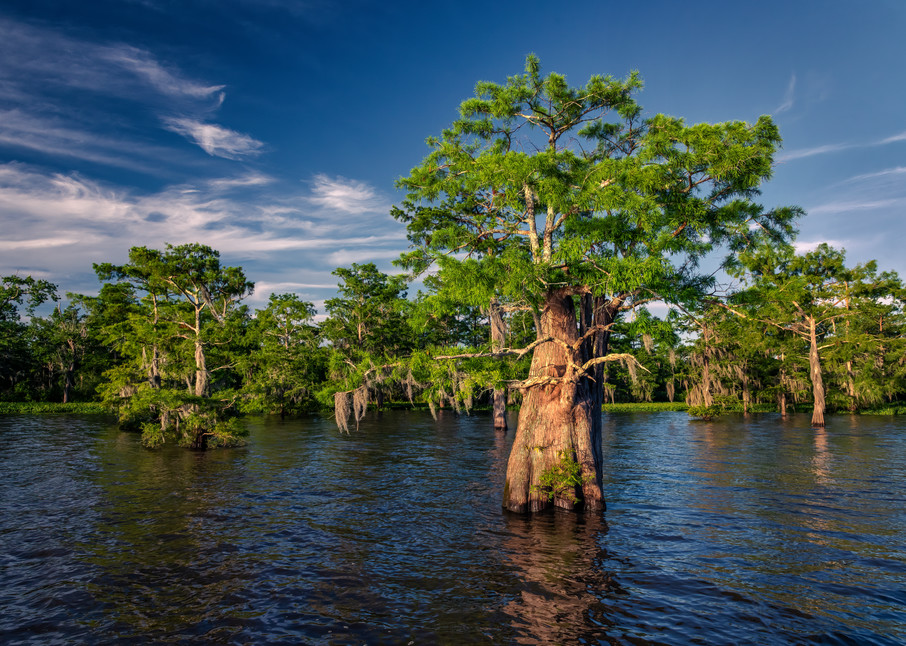 Grand View - Louisiana swamp fine-art photography prints