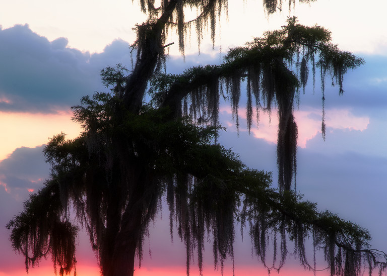 Mystic Maurepas - Louisiana swamp fine-art photography prints
