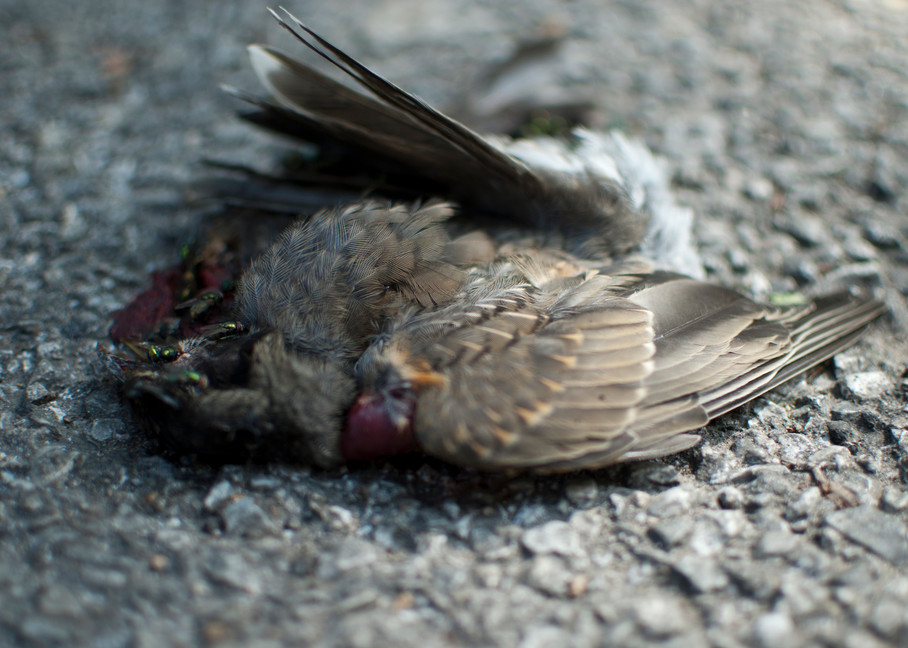 Dead Bird 03 Art | Mikey Rioux